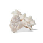 Dog (Canis lupus familiaris), sacrum