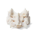 Dog (Canis lupus familiaris), sacrum