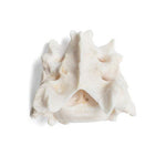 Dog (Canis lupus familiaris), sacrum