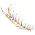 Dog (Canis lupus familiaris), sternum