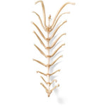 Dog (Canis lupus familiaris), sternum