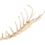 Dog (Canis lupus familiaris), sternum