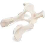 Dog (Canis lupus familiaris), pelvis