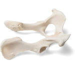 Dog (Canis lupus familiaris), pelvis