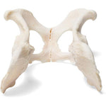Dog (Canis lupus familiaris), pelvis