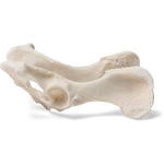Dog (Canis lupus familiaris), pelvis