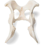 Dog (Canis lupus familiaris), pelvis
