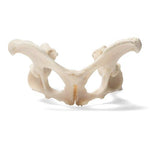 Dog (Canis lupus familiaris), pelvis