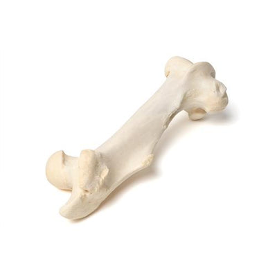 Mammalian femur