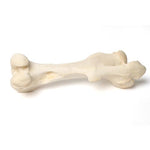 Mammalian femur