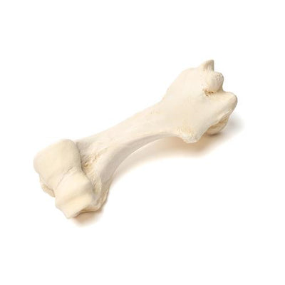 Mammalian humerus