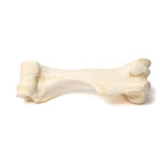 Mammalian humerus