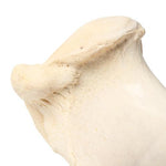 Mammalian humerus