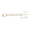 Horse metacarpal bones