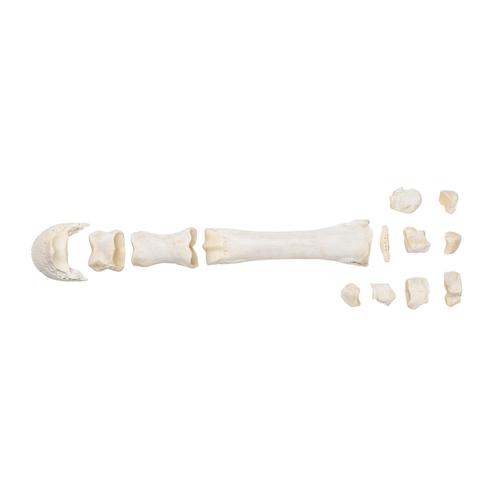 Horse metacarpal bones