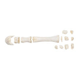 Horse metacarpal bones