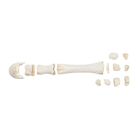 Horse metacarpal bones