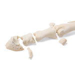 Horse metatarsal bones