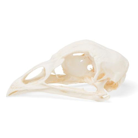 Chicken Skull (Gallus gallus domesticus), Specimen