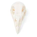 Chicken Skull (Gallus gallus domesticus), Specimen