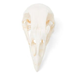 Chicken Skull (Gallus gallus domesticus), Specimen