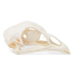 Chicken Skull (Gallus gallus domesticus), Specimen