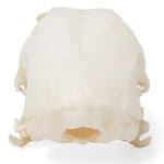 Chicken Skull (Gallus gallus domesticus), Specimen