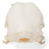 Chicken Skull (Gallus gallus domesticus), Specimen