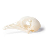Pigeon Skull (Columba livia domestica), Specimen