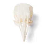 Pigeon Skull (Columba livia domestica), Specimen
