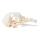 Pigeon Skull (Columba livia domestica), Specimen
