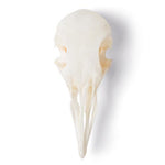 Pigeon Skull (Columba livia domestica), Specimen