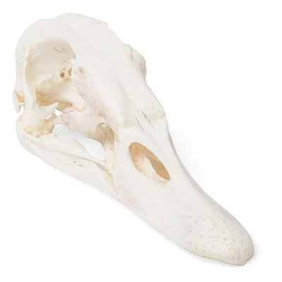 Duck Skull (Anas platyrhynchos domestica), Specimen
