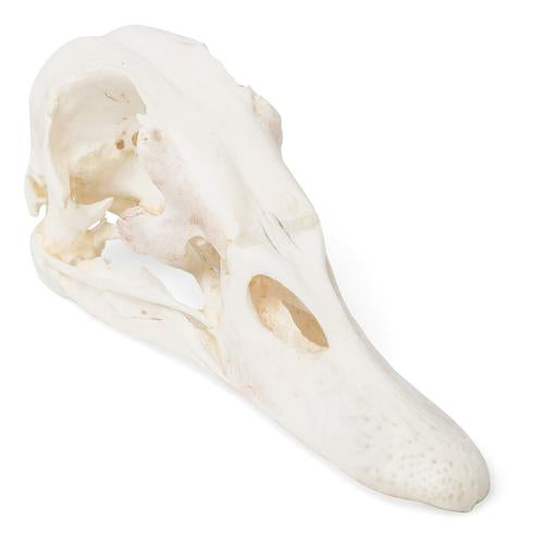 Duck Skull (Anas platyrhynchos domestica), Specimen