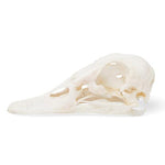 Duck Skull (Anas platyrhynchos domestica), Specimen