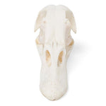 Duck Skull (Anas platyrhynchos domestica), Specimen
