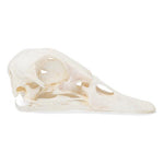 Duck Skull (Anas platyrhynchos domestica), Specimen