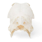 Duck Skull (Anas platyrhynchos domestica), Specimen