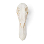 Duck Skull (Anas platyrhynchos domestica), Specimen