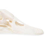 Duck Skull (Anas platyrhynchos domestica), Specimen