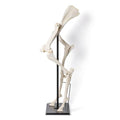 Front and Hind Legs of a Horse (Equus ferus caballus), Specimen