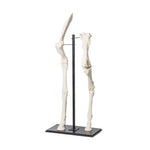 Front and Hind Legs of a Horse (Equus ferus caballus), Specimen