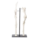 Front and Hind Legs of a Horse (Equus ferus caballus), Specimen