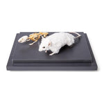 Mouse and Mouse Skeleton (Mus musculus) in Display Case, Specimens