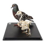Pigeon and Pigeon Skeleton (Columba livia domestica), in Display Case, Specimens