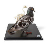 Pigeon and Pigeon Skeleton (Columba livia domestica), in Display Case, Specimens