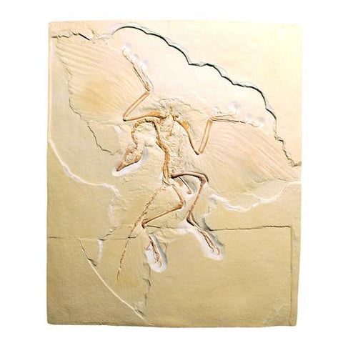 Archaeopteryx lithographica, Replica