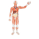 Life-Size Human Male Muscular Figure, 37 part - 3B Smart Anatomy