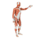 Life-Size Human Male Muscular Figure, 37 part - 3B Smart Anatomy