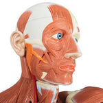 Life-Size Human Male Muscular Figure, 37 part - 3B Smart Anatomy